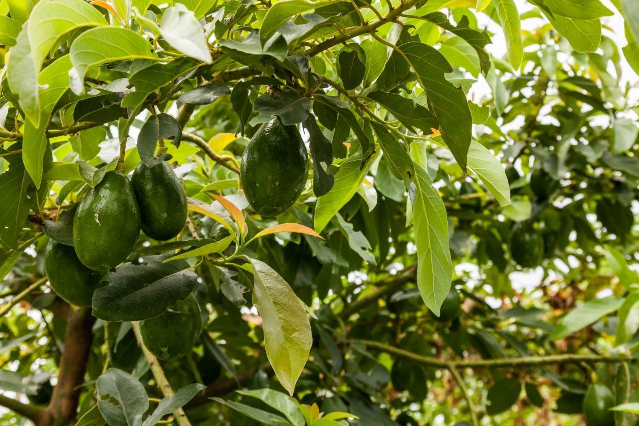 Countryside B&B Ruisui Ngoại thất bức ảnh